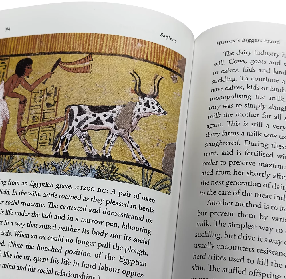 Imagem de livro aberto mostrando ilustração egípcia antiga com bois, na página do produto Sapiens.